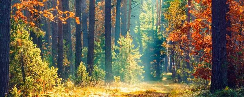 Blog Call – October 2020