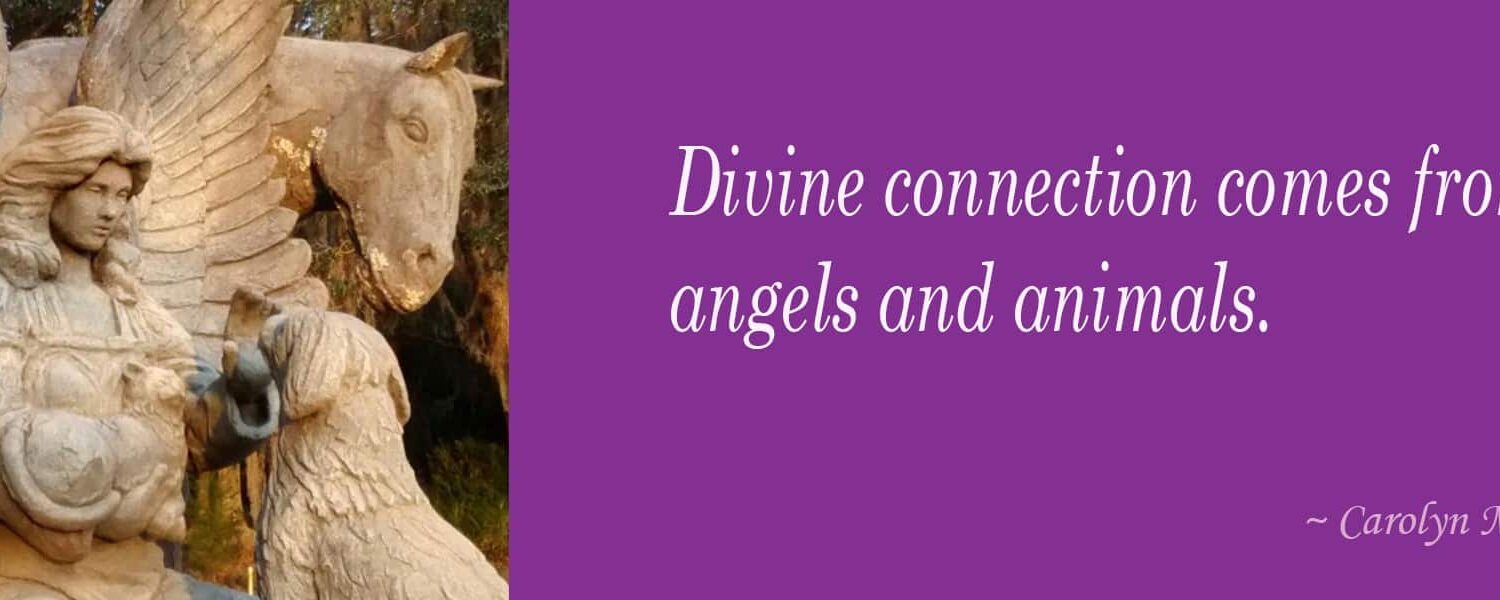 Divine connection comes from angels and animals.