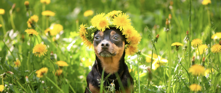 SPRING BRINGS NEW JOY There’s excitement in the air. Flowers blossoming. New green leaves on the t