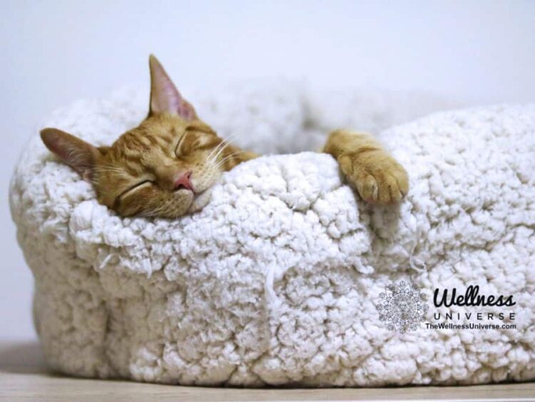 Why We Need 7 Hours of Sleep and 5 Tips to Achieve It When we get a good night’s sleep, we are ess