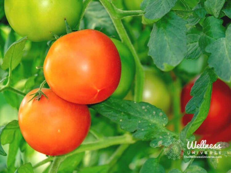 3 Benefits of Raising Your Vibration Through Food Eating to raise your vibration is a simple concept