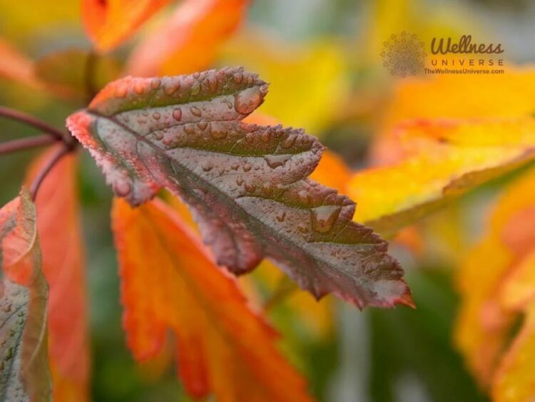10 Places to Embrace the Art of Nature this Autumn The outdoors provide many benefits for physical a