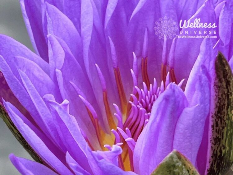 10 Ways to Share Love and Kindness Love and kindness blossom when we release from our hearts self-lo