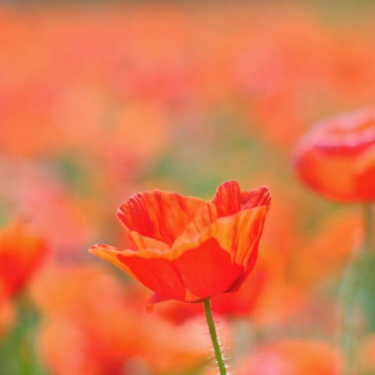 In Flanders fields the poppies blow Between the crosses, row on row, That mark our place; and in the