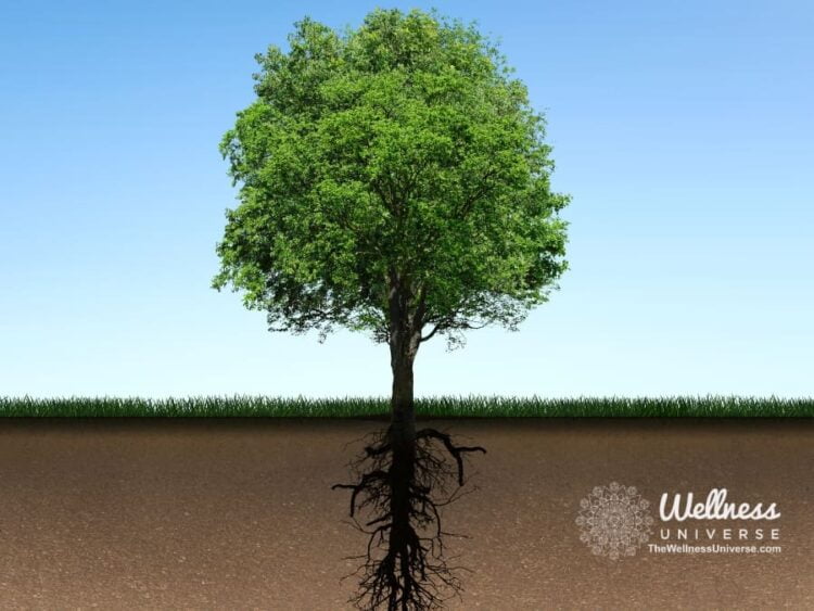 3 Practices for Healing Your Root Issues By @thewellnessuniverse With the help of a professional, yo