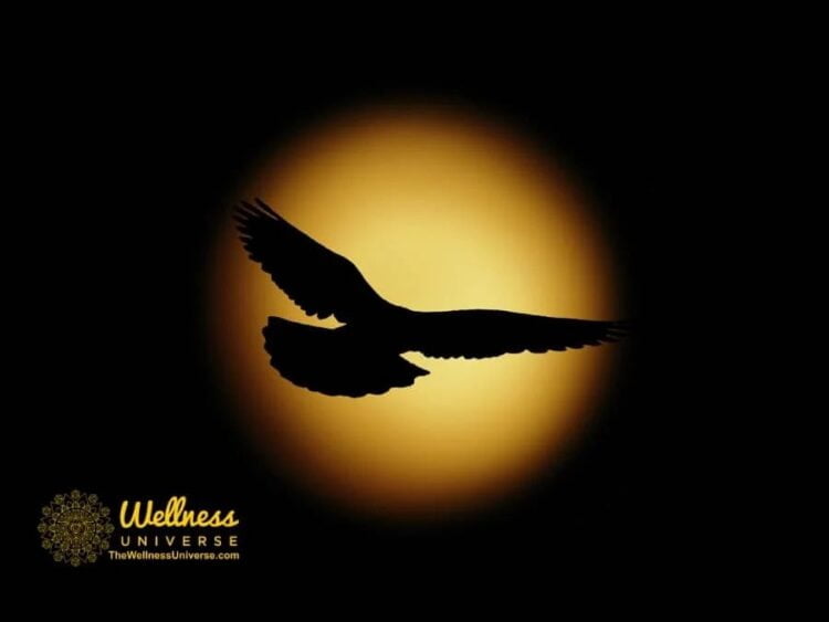 Self-Care True Stories: How a Phoenix Rises By The Wellness Universe @thewellnessuniverse Leaders fr