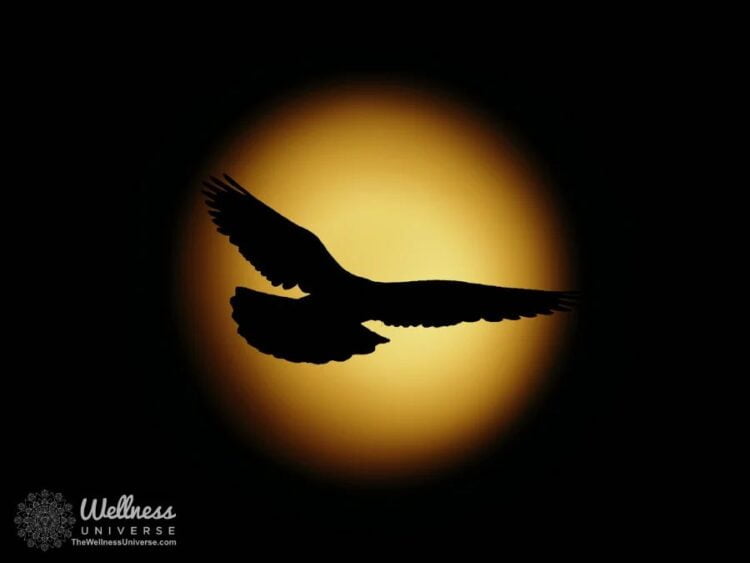 Self-Care True Stories: How a Phoenix Rises By The Wellness Universe @thewellnessuniverse Transforma