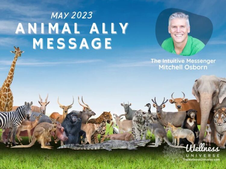 Animal Ally Message for May 2023 with Mitchell Osborn @mitchellosborn Tune in to this video for the