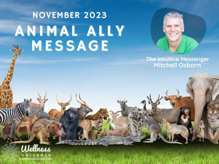 Animal Ally Message for November 2023 with Mitchell Osborn By Mitchell Osborn @mitchellosborn Tune i