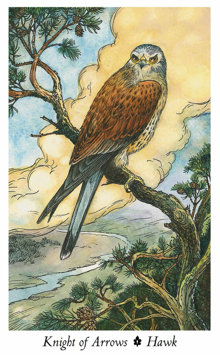 “Today’s a great day to champion a cause.” Knight Of Arrows – Hawk – Wild Wood Tar