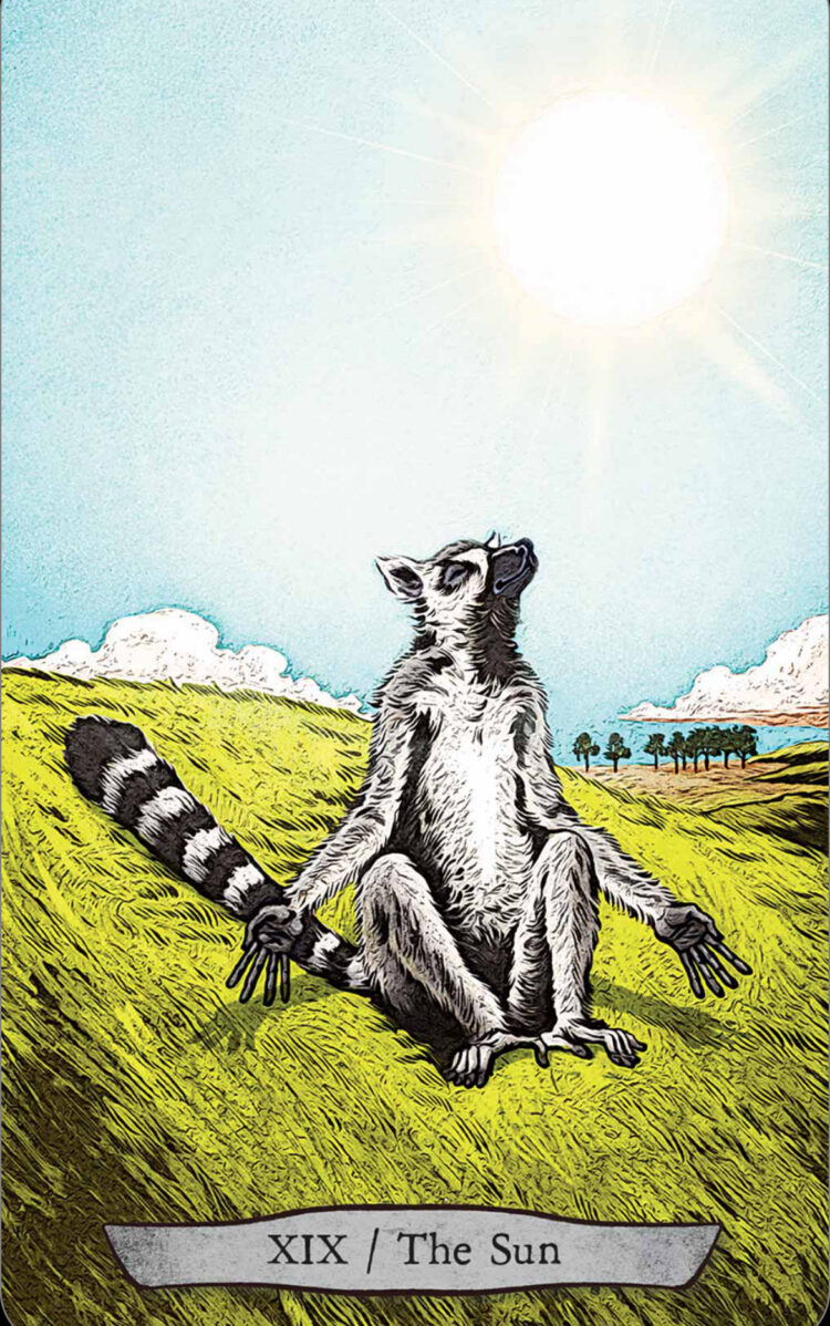 “Today’s a great day to bask in YOUR own glory.” The Sun (Ringed Tail Lemur) – Wild Wood
