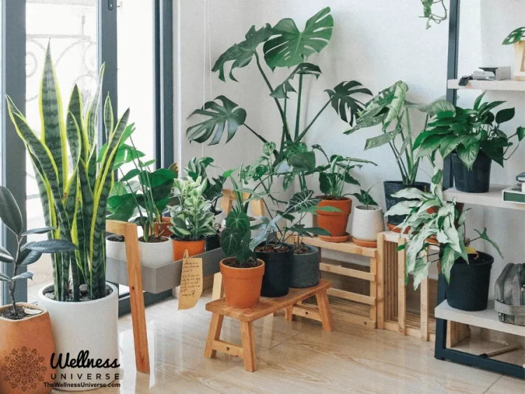 Detoxify Your Home with Indoor Greenery By The Wellness Universe @thewellnessuniverse Discover how i